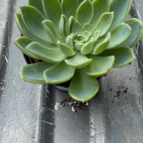 Photo of the plant species Echeveria 'Mar Azul' by @CuriousAlula36 named Gaga on Greg, the plant care app