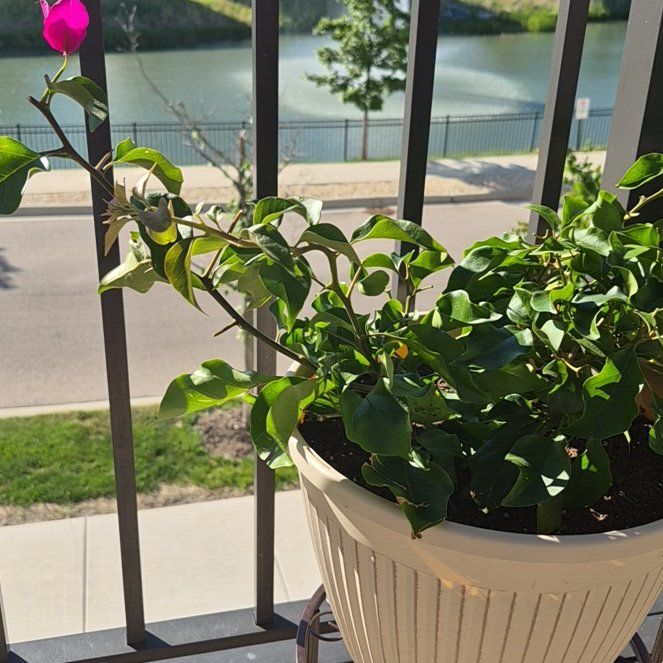 Photo of the plant species Lesser Bougainvillea by @ZippyDaboecia49 named Apollo on Greg, the plant care app