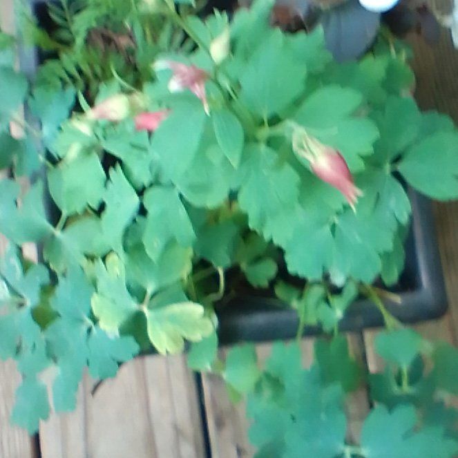 Photo of the plant species Wild Red Columbine by @RulerChayote18 named Homer on Greg, the plant care app