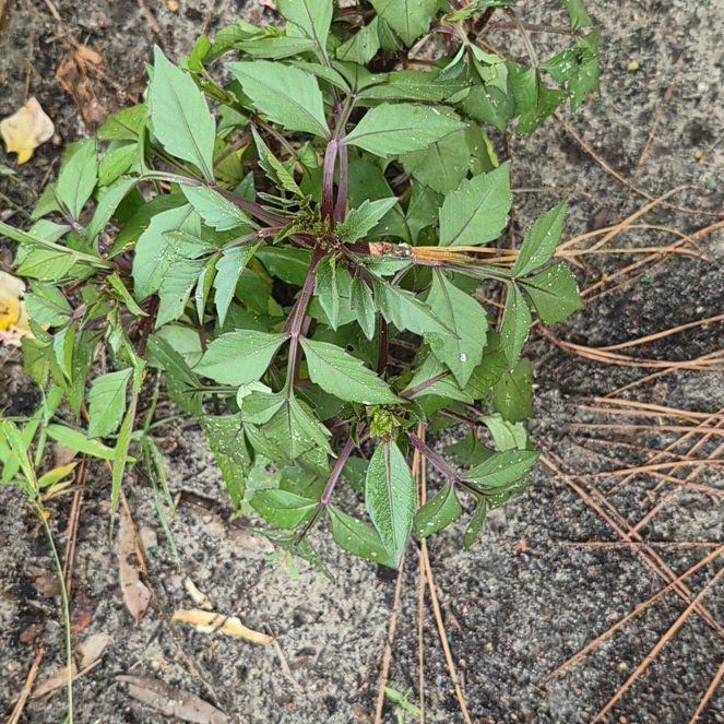 Photo of the plant species Devil's Beggartick by @FitKoa24 named Xena on Greg, the plant care app