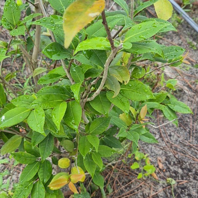 Photo of the plant species Garden Privet by @FitKoa24 named Maya on Greg, the plant care app