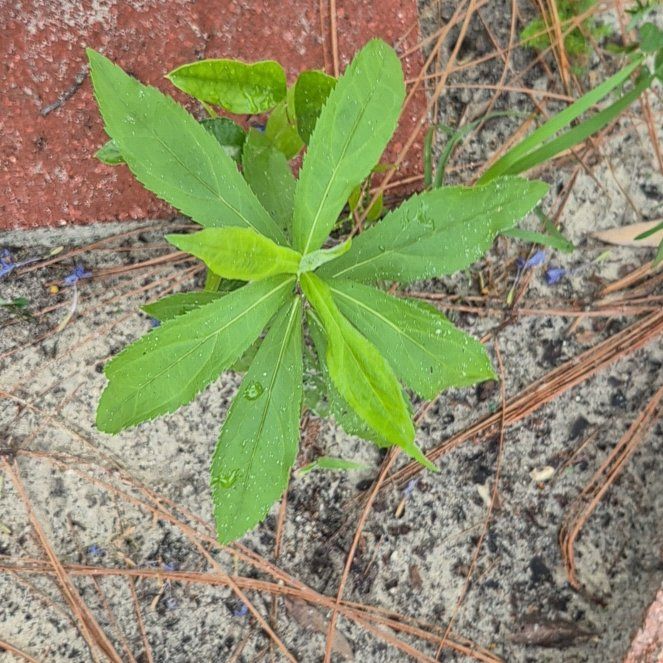 Photo of the plant species Giant Ragweed by @FitKoa24 named Naomi on Greg, the plant care app