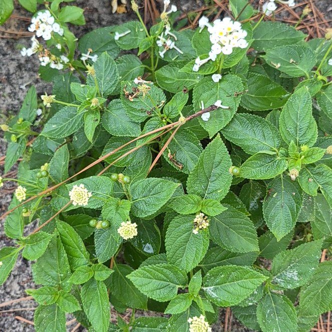 Photo of the plant species Velvet Shrubverbena by @FitKoa24 named Eva on Greg, the plant care app