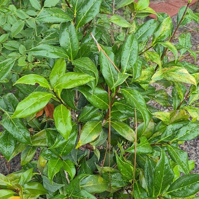 Photo of the plant species Cherry Laurel by @FitKoa24 named Marilyn on Greg, the plant care app