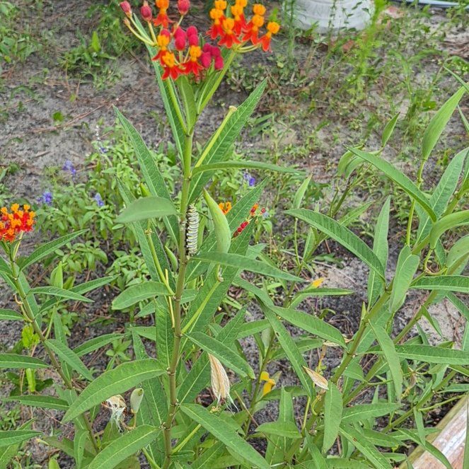 Photo of the plant species Scarlet Milkweed by @FitKoa24 named Fernie Mercury on Greg, the plant care app