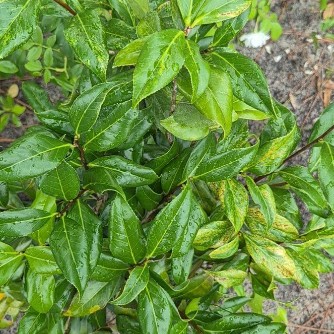 Photo of the plant species Laurustinus by @FitKoa24 named Gregarious on Greg, the plant care app