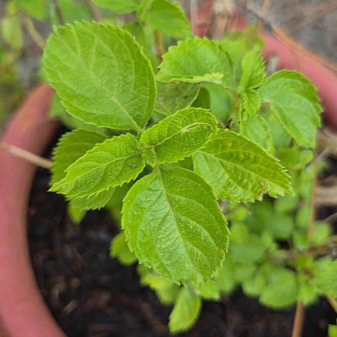 Photo of the plant species Oregon Crabapple by @FitKoa24 named Curie on Greg, the plant care app