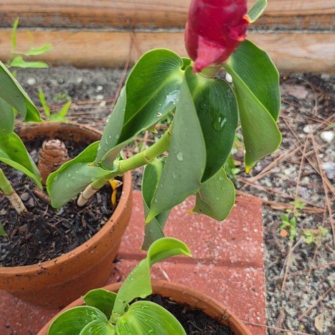 Photo of the plant species Scarlet Spiral-Ginger by @FitKoa24 named Foxxy on Greg, the plant care app