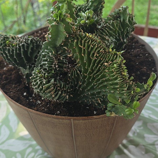 Photo of the plant species Crested African Candelabra by @HotTarbush14 named Melkolm on Greg, the plant care app