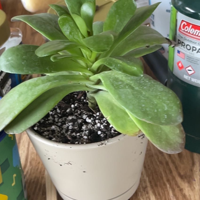 Photo of the plant species Kalanchoe 'Little Dragon' by @NeotericAgave75 named Paxton on Greg, the plant care app