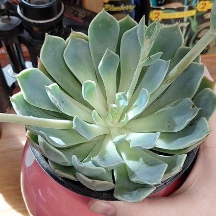 Photo of the plant species Succlent by @LadyGuepinia98 named Tony on Greg, the plant care app
