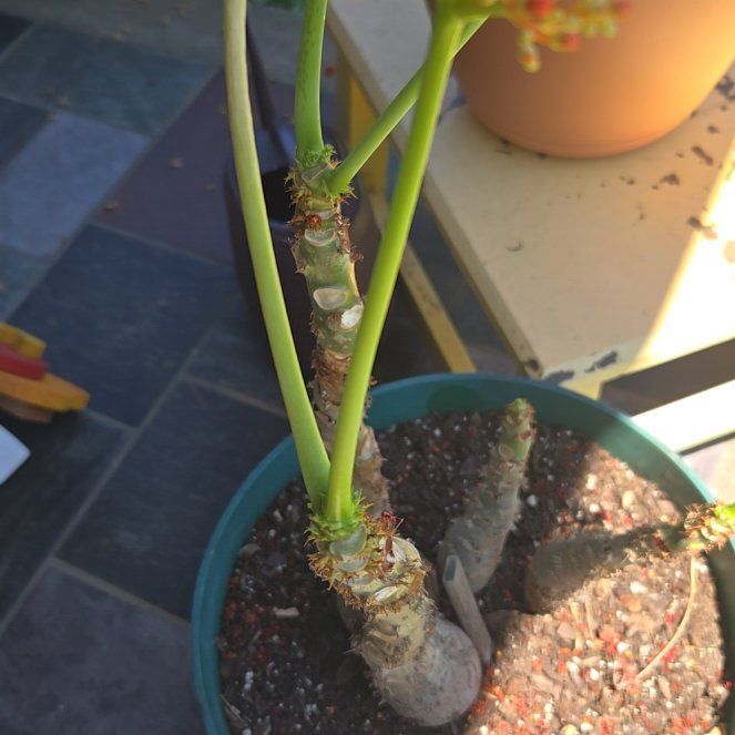 Photo of the plant species Buddha Belly Plant by @LadyRose91 named Walt on Greg, the plant care app