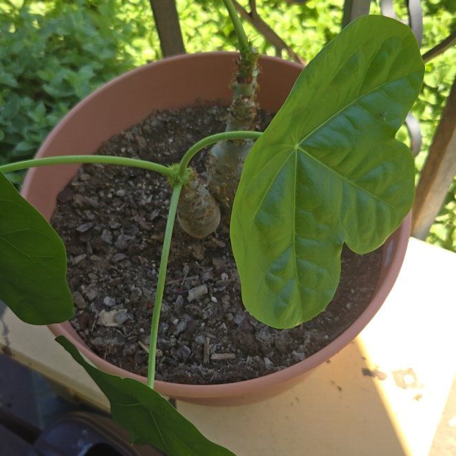 Photo of the plant species Buddha Belly Plant by @LadyRose91 named Scarlett on Greg, the plant care app