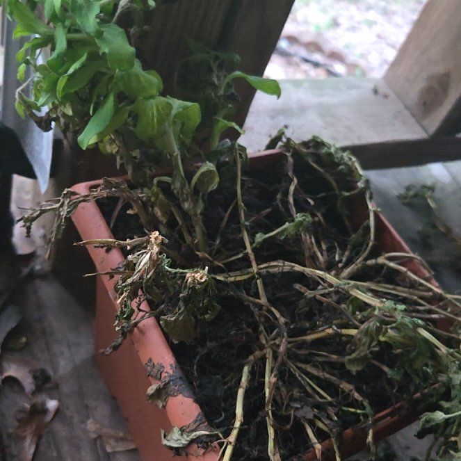 Photo of the plant species Pennsylvania Pellitory by @TryZzplant57 named Emerson on Greg, the plant care app