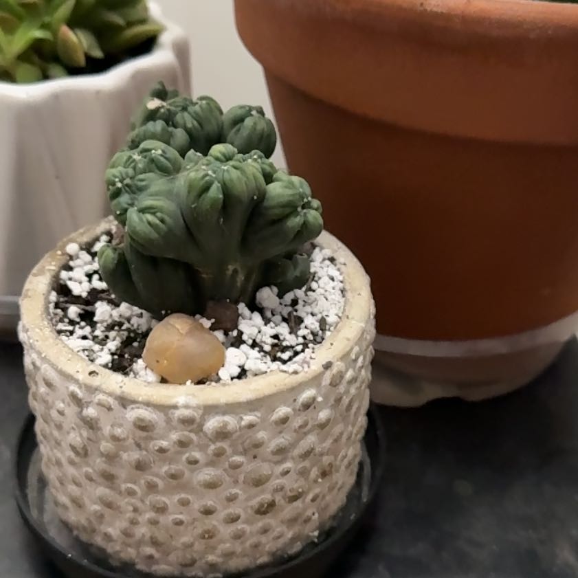 Photo of the plant species Peyote by @PoeticSuncup16 named Ronaldo on Greg, the plant care app