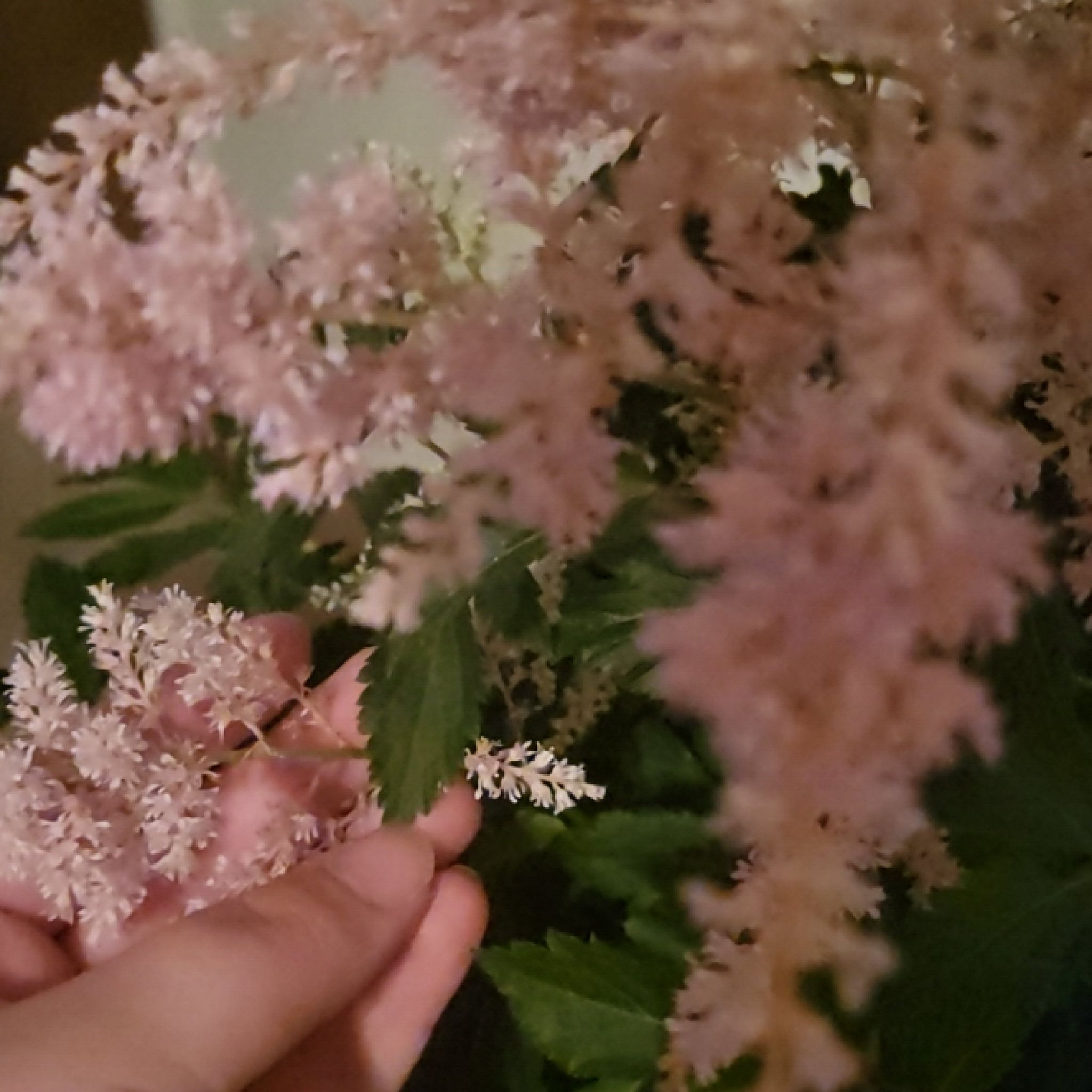 Photo of the plant species Astilbe 'Pink' by @GoldGuapilla5 named Sheila on Greg, the plant care app