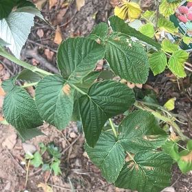 Photo of the plant species European Red Raspberry by @GrowingDamsii95 named Poky on Greg, the plant care app