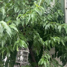 Photo of the plant species Peach Tree by @GrowingDamsii95 named Pit Stop on Greg, the plant care app