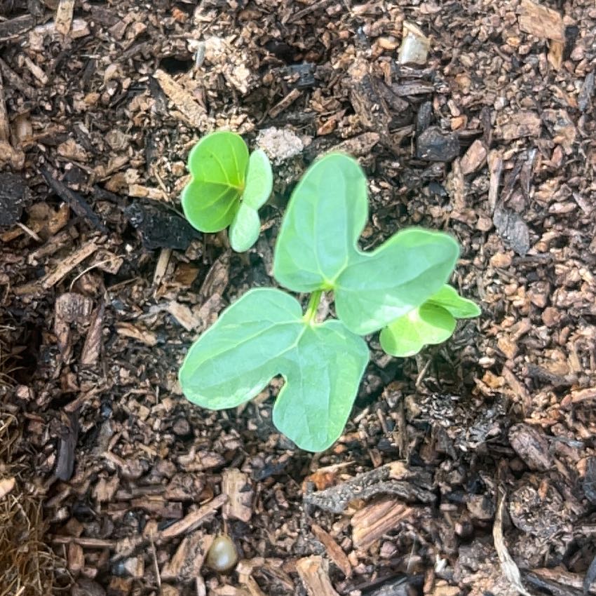 Photo of the plant species Morning Glory by @GrowingDamsii95 named Kylie on Greg, the plant care app