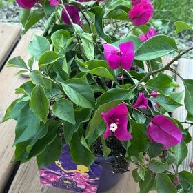 Photo of the plant species Lesser Bougainvillea by @TastyPitayita28 named Anne on Greg, the plant care app