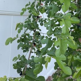 Photo of the plant species White Mulberry by @TastyPitayita28 named Miley on Greg, the plant care app