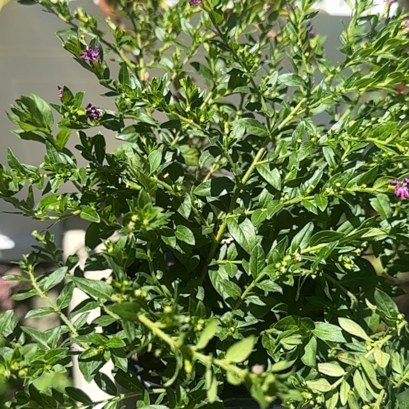 Photo of the plant species Mexican-Heather by @FunLukiwan72 named Wall-E on Greg, the plant care app