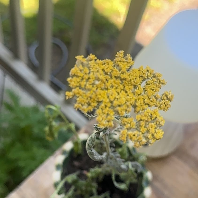 Photo of the plant species Fernleaf Yarrow by @KMouMa named Kendall on Greg, the plant care app