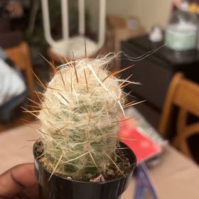 Photo of the plant species White Column Foxtail Cactus by @LavishJade92 named Tupot amaroot on Greg, the plant care app