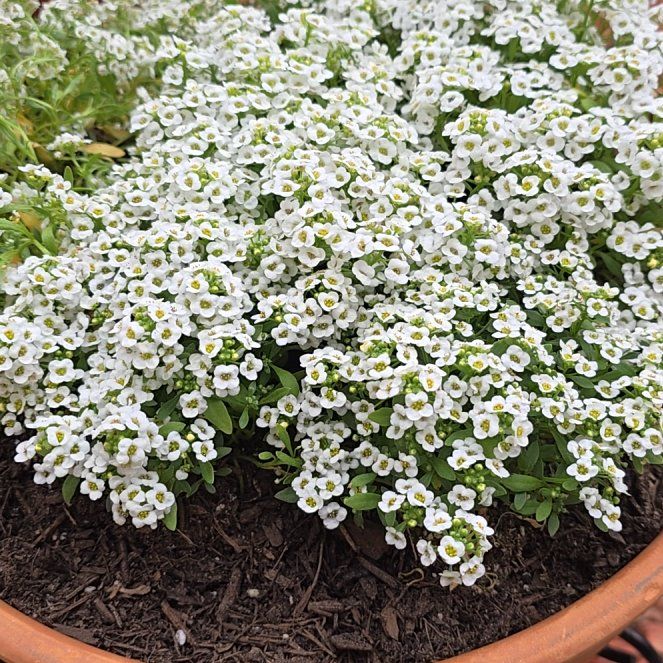 Photo of the plant species Sweet Alyssum by @GladQuenepa62 named Tolkien on Greg, the plant care app