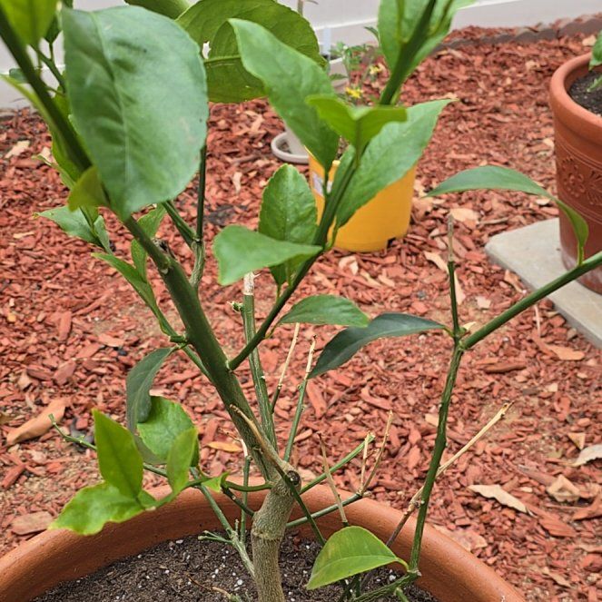 Photo of the plant species Meyer Lemon Tree by @GladQuenepa62 named Khaleesi on Greg, the plant care app