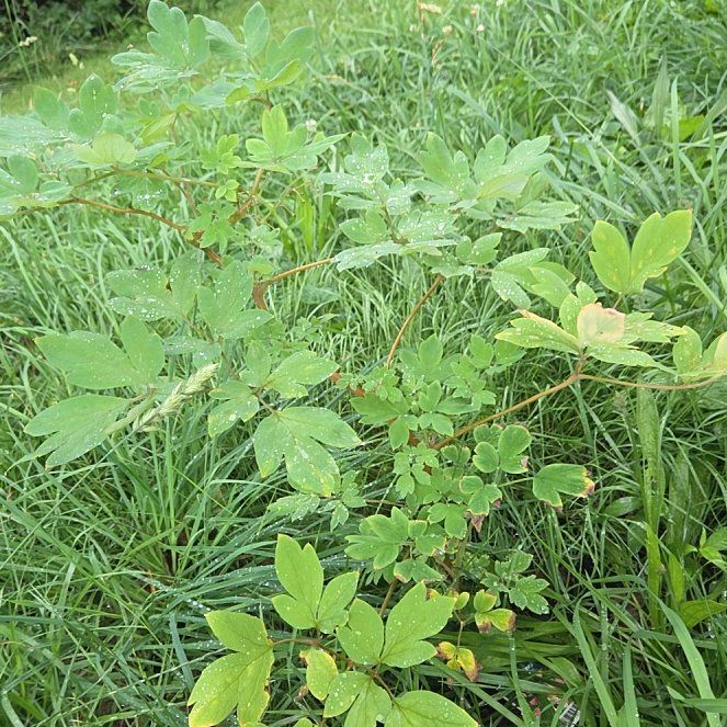 Photo of the plant species Asian Bleeding-Heart by @EstheticPlain55 named Cleopatra on Greg, the plant care app