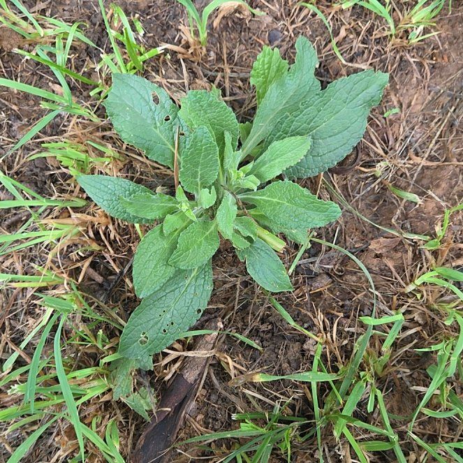 Photo of the plant species Common Foxglove by @EstheticPlain55 named Harmony on Greg, the plant care app