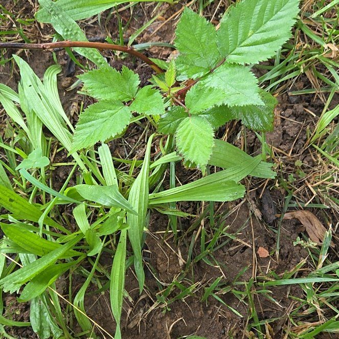 Photo of the plant species Blackberry by @EstheticPlain55 named Orwell on Greg, the plant care app