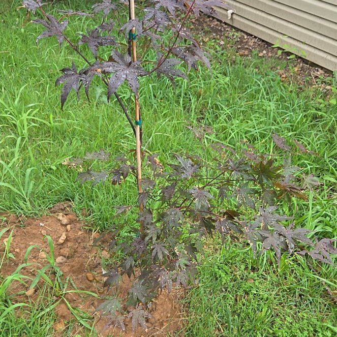 Photo of the plant species Acer Palmatum by @EstheticPlain55 named Sol on Greg, the plant care app