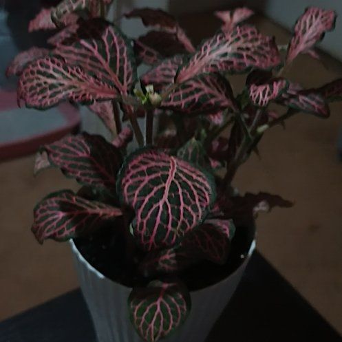 Photo of the plant species Fittonia Pink by @MajesticBlue named Marley on Greg, the plant care app