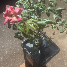 Photo of the plant species Alpine Rose by @FabSaguaro25 named Aria on Greg, the plant care app