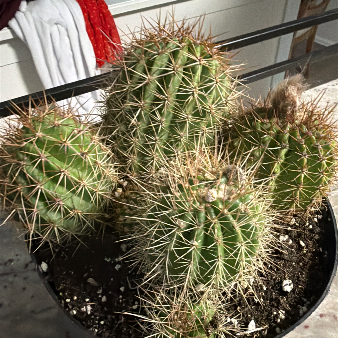 Photo of the plant species Torch Cactus by @ChangelessBasil named Spike Lee on Greg, the plant care app