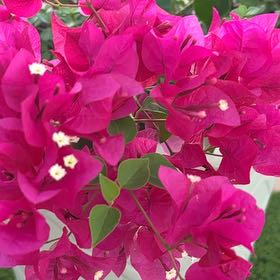 Photo of the plant species Lesser Bougainvillea by @GladYuzu99 named Winston on Greg, the plant care app