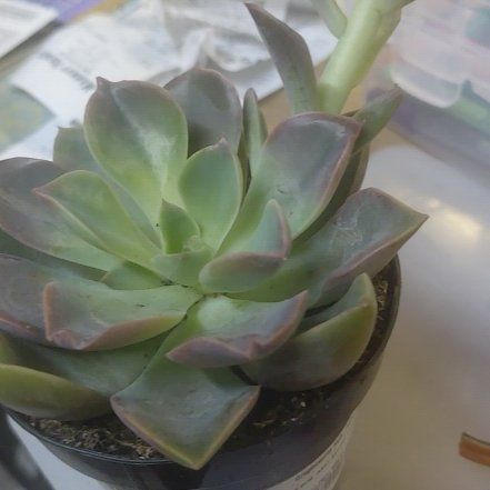 Photo of the plant species Graptoveria 'Jules' by @RadCorncob17 named Amanda on Greg, the plant care app