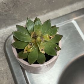 Photo of the plant species Succulent by @DynamiteAgave96 named Oscar on Greg, the plant care app