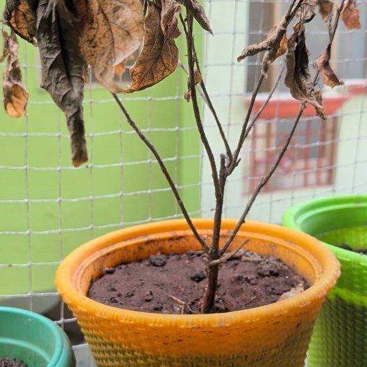 Photo of the plant species Japanese Maple by @KookyBalsam43 named Tolkien on Greg, the plant care app