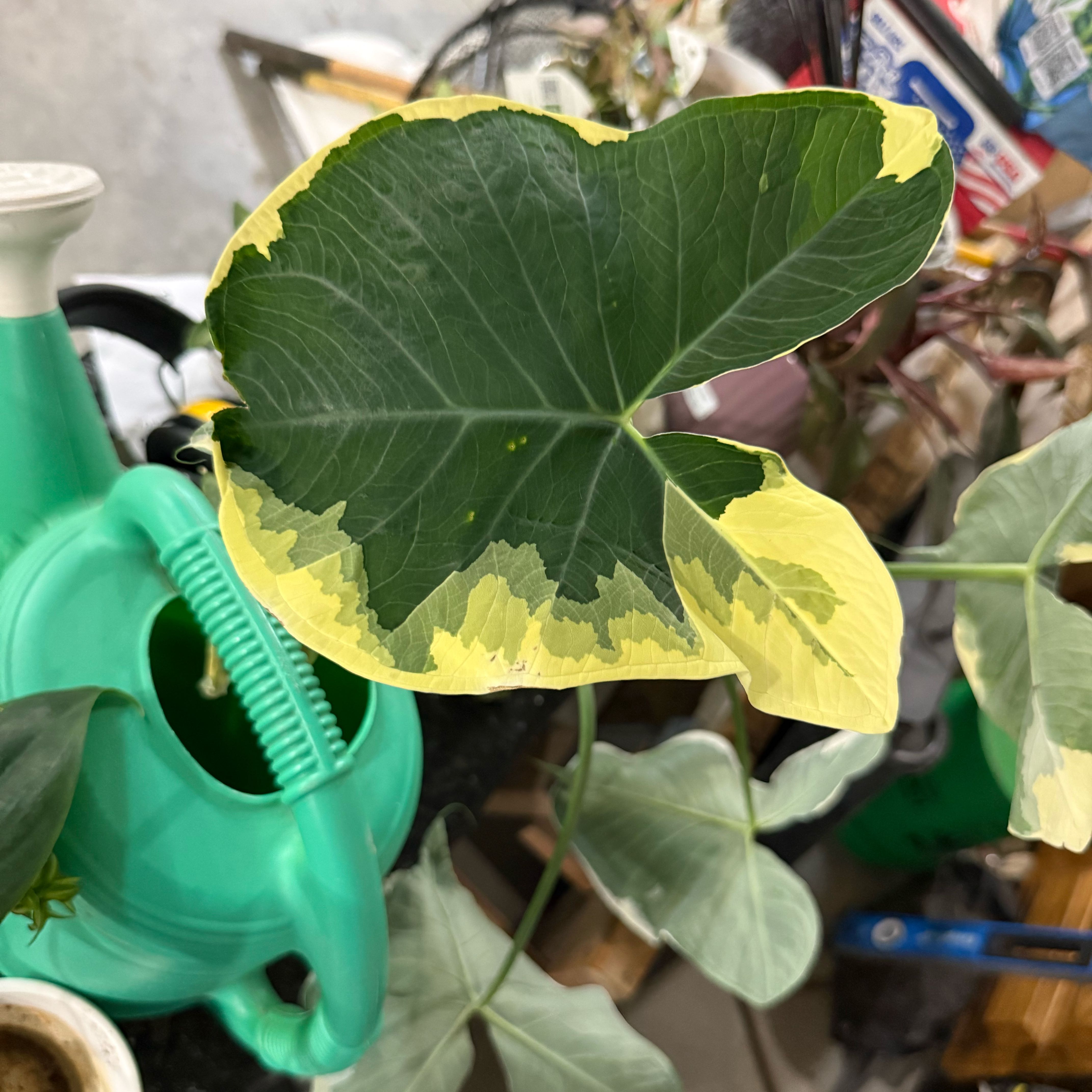 Photo of the plant species Mickey Mouse Alocasia by @SleepyBlueOak49 named Marley on Greg, the plant care app