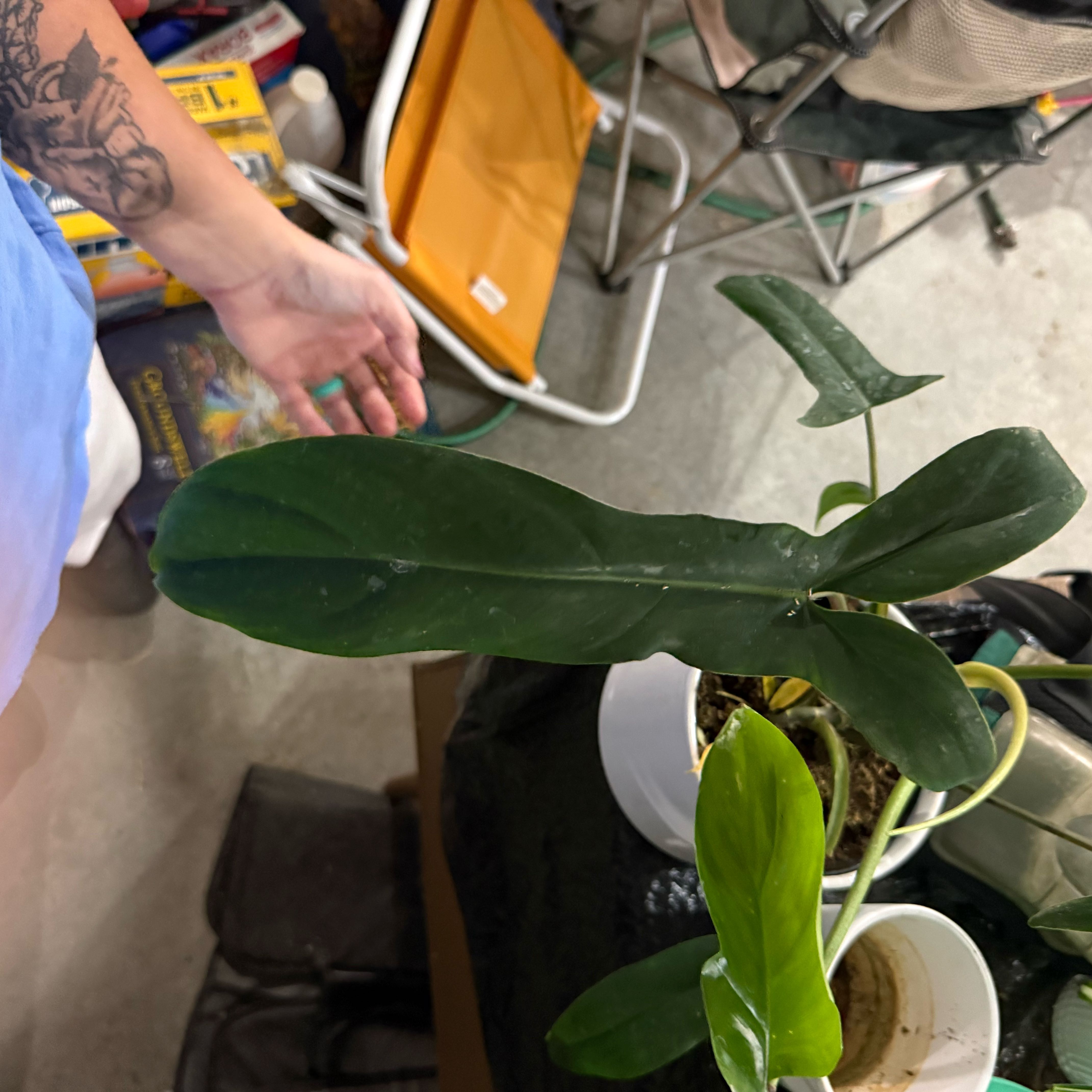 Photo of the plant species Philodendron 69686 by @SleepyBlueOak49 named Bruce Lee on Greg, the plant care app