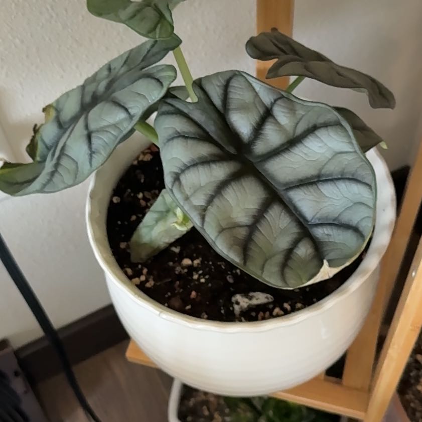 Photo of the plant species Alocasia Baginda Silver Dragon by @SleepyBlueOak49 named Aria on Greg, the plant care app