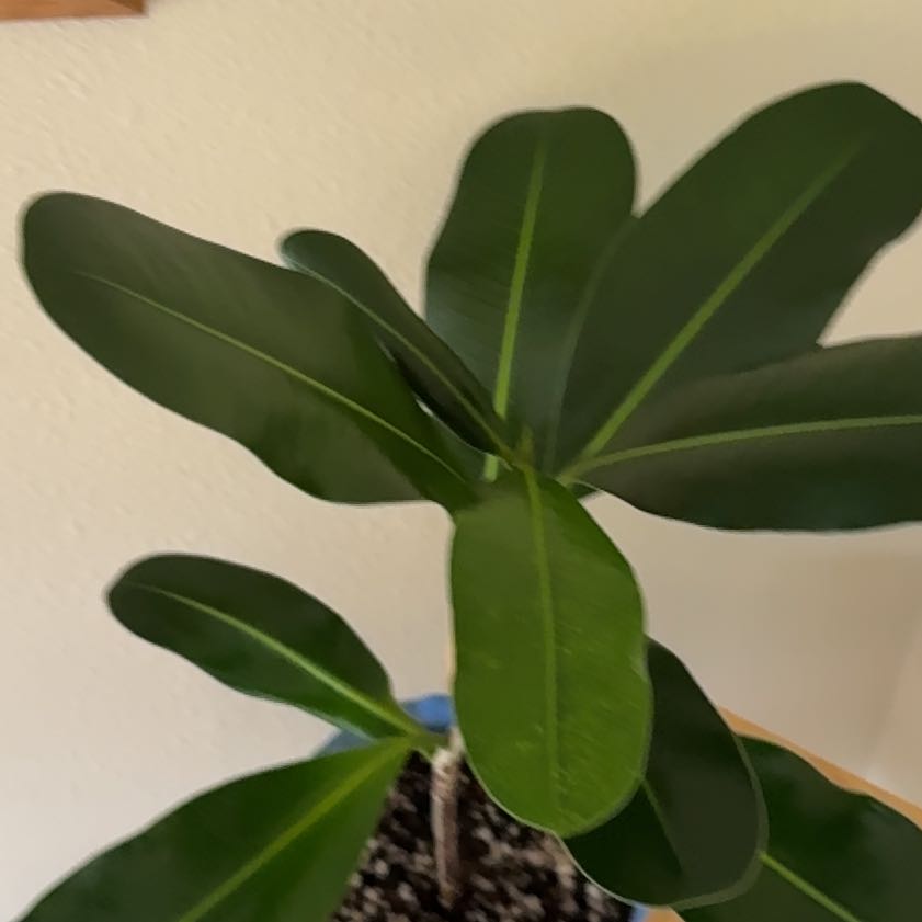Photo of the plant species Audrey Ficus by @SleepyBlueOak49 named Darwin on Greg, the plant care app