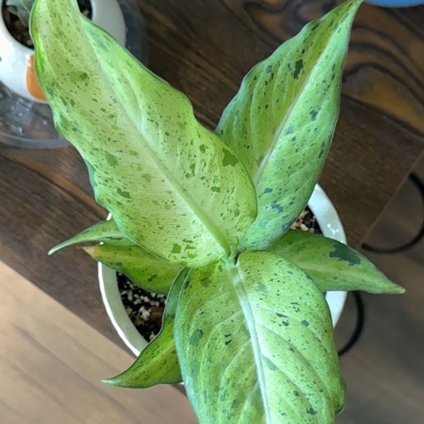 Photo of the plant species Dumb Cane 'Tiki' by @SleepyBlueOak49 named Demi on Greg, the plant care app