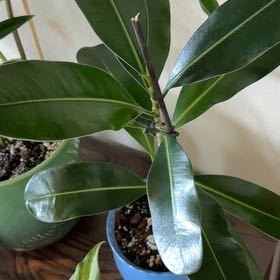 Photo of the plant species Ficus Joy by @SleepyBlueOak49 named McKinley on Greg, the plant care app
