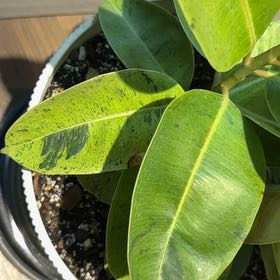 Photo of the plant species Ficus elastica 'Shivereana' by @SleepyBlueOak49 named Delilah on Greg, the plant care app