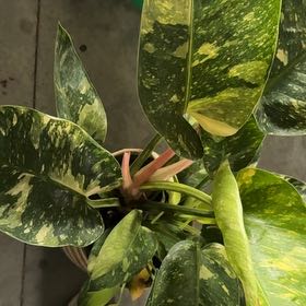 Photo of the plant species Philo Green Congo Nuclear by @SleepyBlueOak49 named Willow on Greg, the plant care app