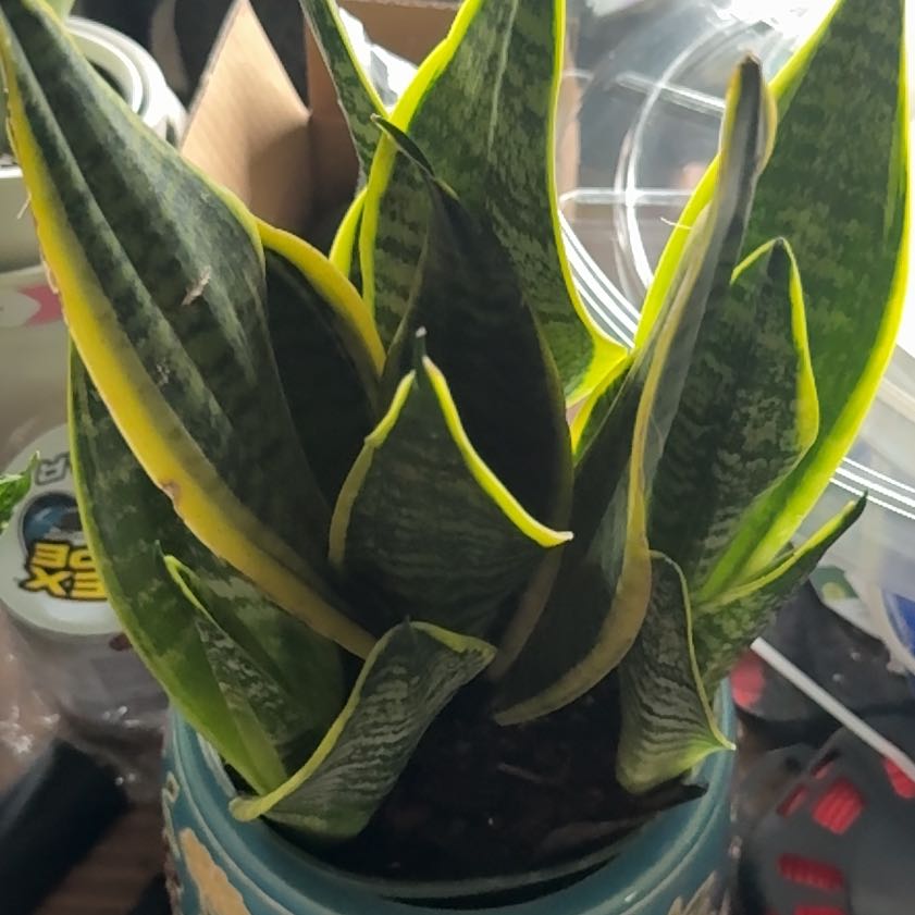 Photo of the plant species Sansevieria 'Superba' by @SleepyBlueOak49 named Denali on Greg, the plant care app